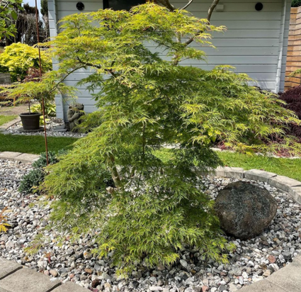 Acer palmatum 'Emerald Lace' struikvorm klantfoto