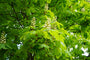 Aesculus-hippocastanum.jpg Aesculus-hippocastanum.jpg