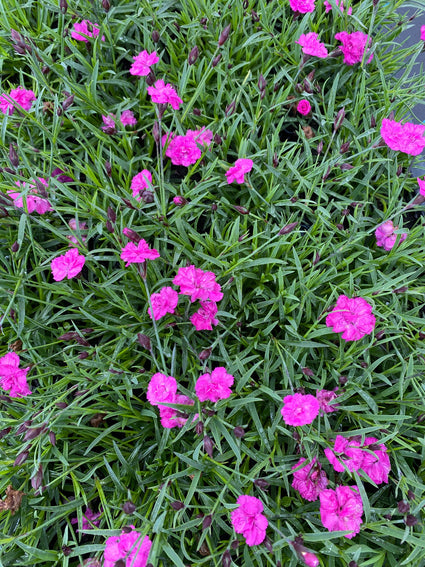 Anjer - Dianthus 'Mountain Frost Ruby Glitter'