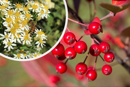 Appelbes - Aronia arbutifolia 'Brilliant' bloei en besjes