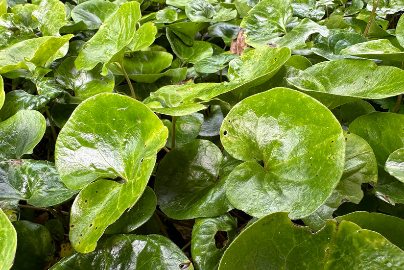 Blad Mansoor - Asarum europaeum Blad Mansoor - Asarum europaeum