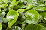 Blad Mansoor - Asarum europaeum Blad Mansoor - Asarum europaeum