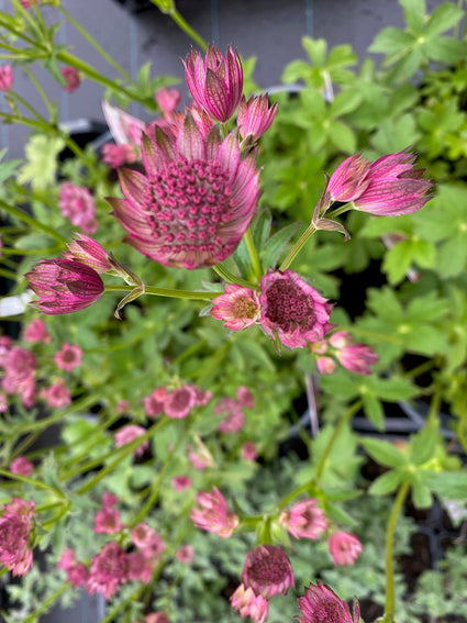 Bloei Zeeuws knoopje - Astrantia major 'Roma'