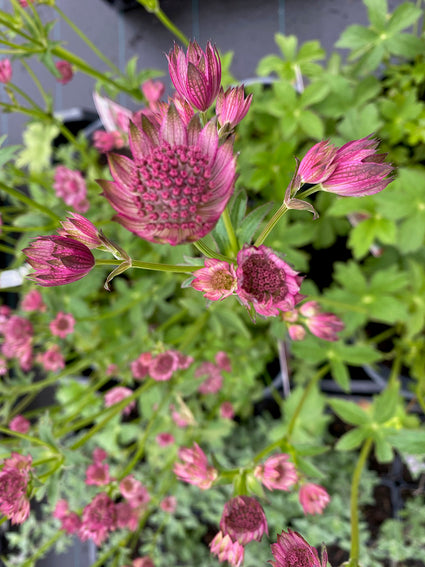 Bloei Zeeuws knoopje - Astrantia major 'Roma'