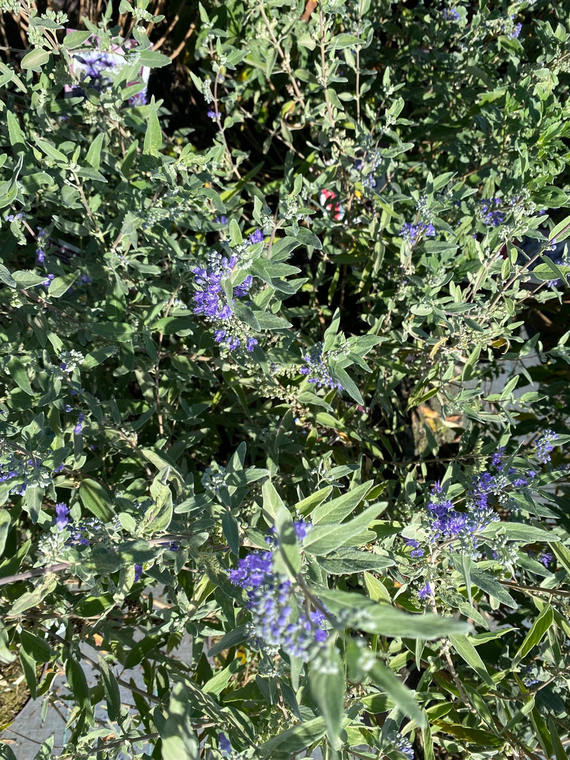 Caryopteris x clandonensis 'Heavenly Blue' in bloei Caryopteris x clandonensis 'Heavenly Blue' in bloei