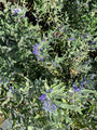 Caryopteris x clandonensis 'Heavenly Blue' in bloei Caryopteris x clandonensis 'Heavenly Blue' in bloei