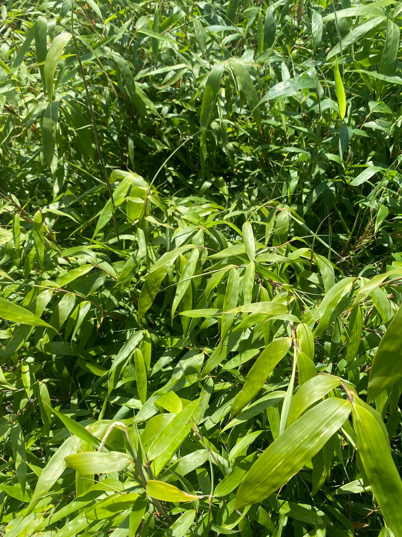 Bamboe - Fargesia robusta 'Wenchuan' Bamboe - Fargesia robusta 'Wenchuan'
