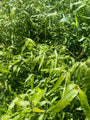 Bamboe - Fargesia robusta 'Wenchuan' Bamboe - Fargesia robusta 'Wenchuan'