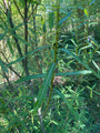 Blad Bittere wilg - Salix purpurea