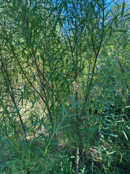 Bittere wilg - Salix purpurea
