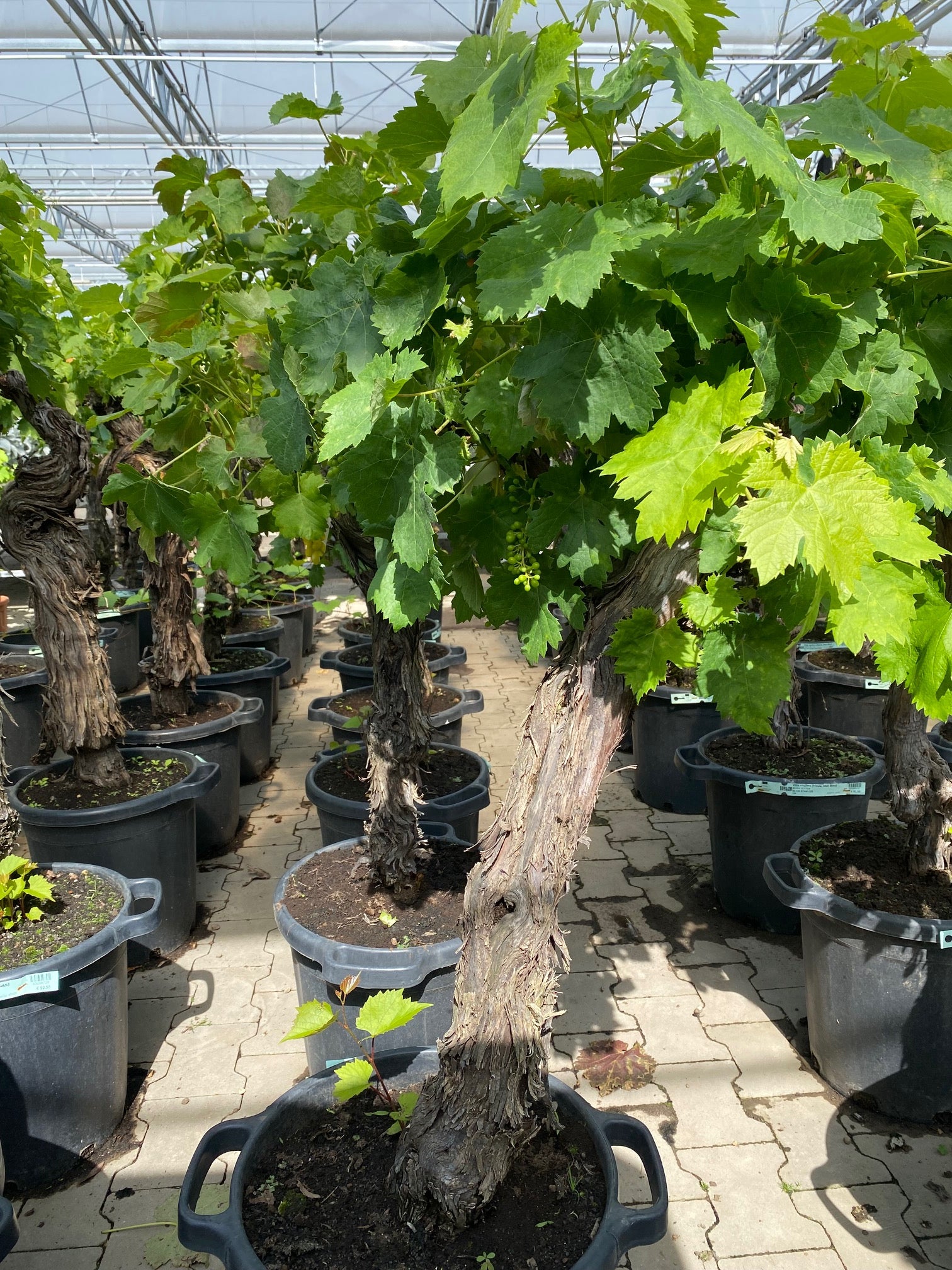Blauwe druif - Vitis vinifera klimplant