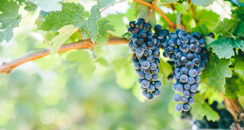 Blauwe druif Vitis Blauwe druif Vitis