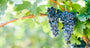 Blauwe druif Vitis Blauwe druif Vitis