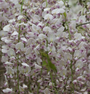 Blauweregen - Wisteria sinensis 'Rosea' Blauweregen - Wisteria sinensis 'Rosea'