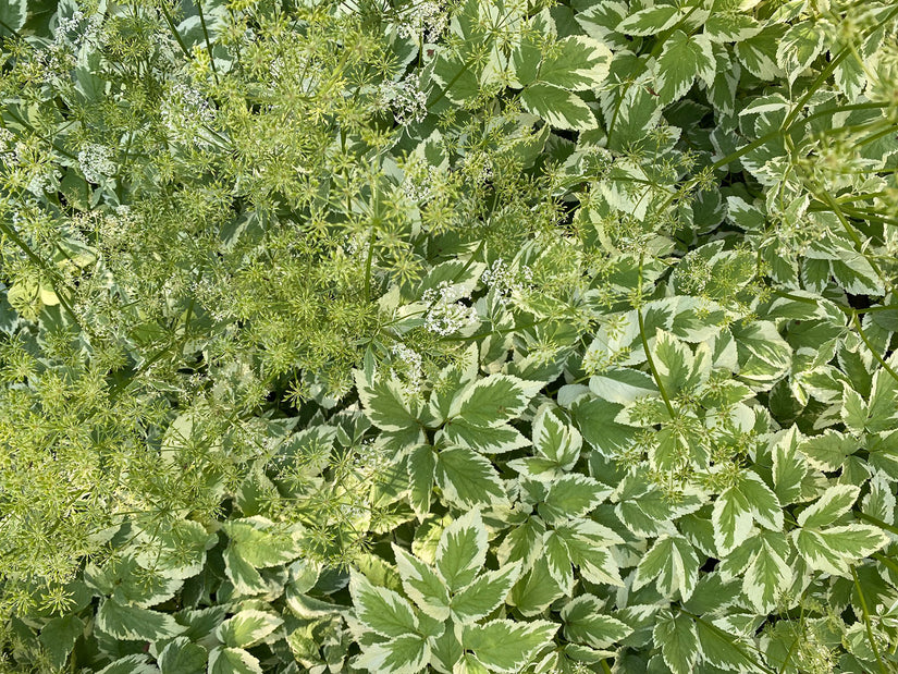 Bont zevenblad - Aegopodium podagraria 'Variegatum'