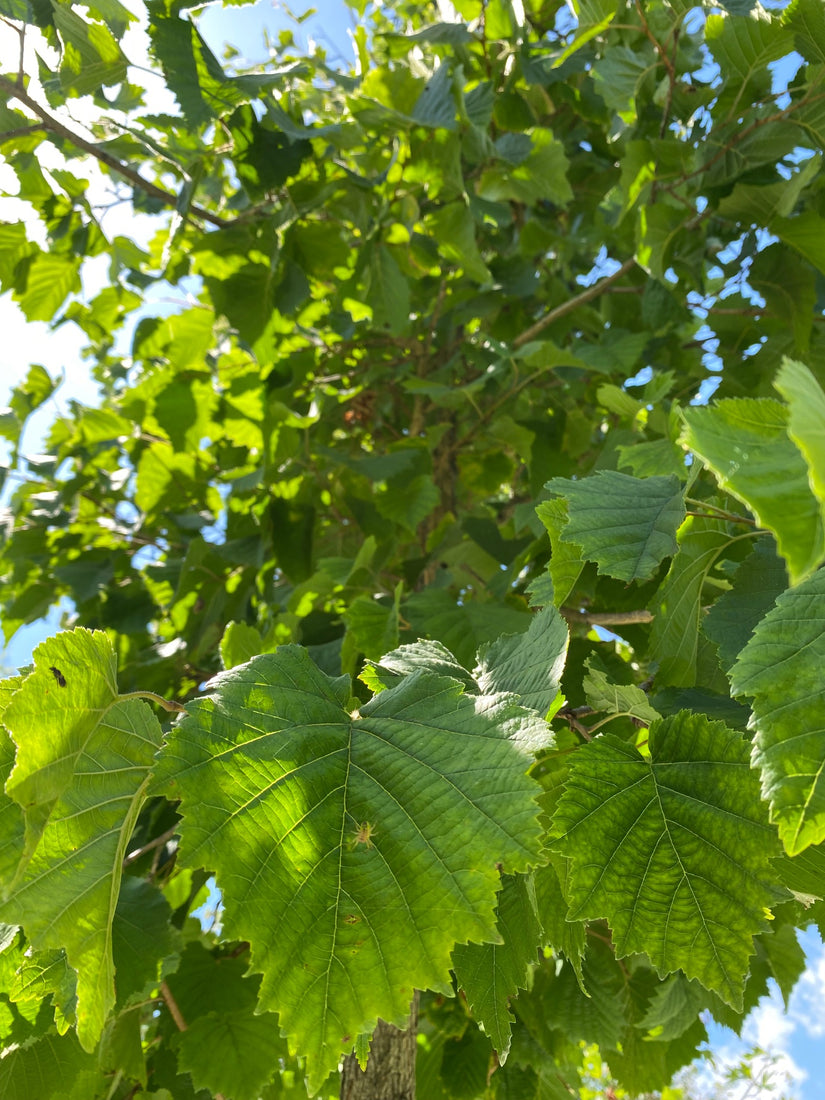 Blad van de Boomhazelaar Blad van de Boomhazelaar