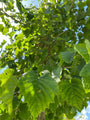 Blad van de Boomhazelaar Blad van de Boomhazelaar