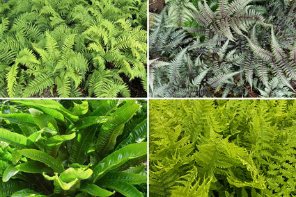 Borderplan Baloe - Varens borderpakket - Jungletuin - Bostuin