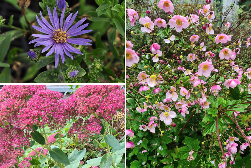 Borderplan Hanna - Laatbloeiende tuinplanten Borderplan Hanna - Laatbloeiende tuinplanten