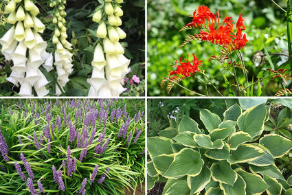 Lucas - Vaste planten