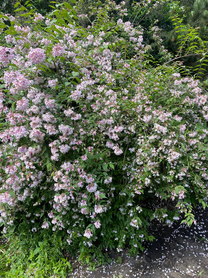 Koninginnenstruik-Kolkwitzia-amabilis.jpg