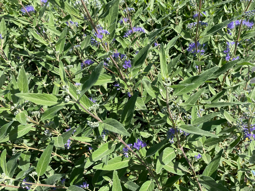Caryopteris x clandonensis 'Heavenly Blue' Caryopteris x clandonensis 'Heavenly Blue'