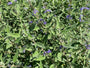 Caryopteris x clandonensis 'Heavenly Blue' Caryopteris x clandonensis 'Heavenly Blue'