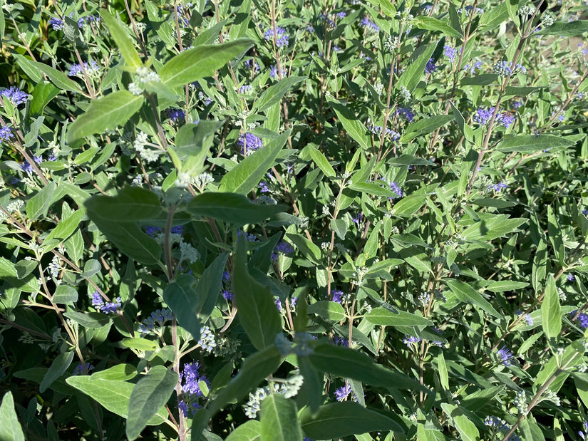 Baardbloem - Caryopteris x clandonensis 'Heavenly Blue' Heester Baardbloem - Caryopteris x clandonensis 'Heavenly Blue' Heester