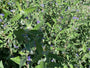 Baardbloem - Caryopteris x clandonensis 'Heavenly Blue' Heester Baardbloem - Caryopteris x clandonensis 'Heavenly Blue' Heester