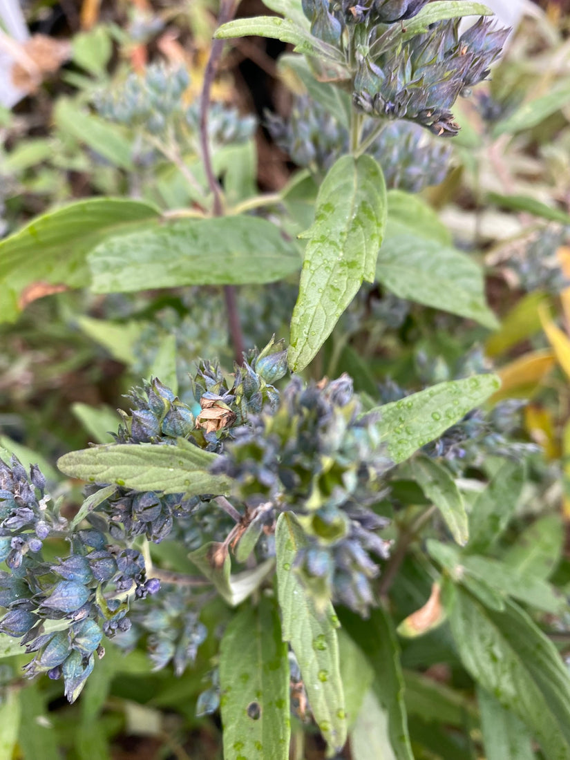 Caryopteris x clandonensis 'Heavenly Blue' (foto oktober) Caryopteris x clandonensis 'Heavenly Blue' (foto oktober)