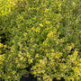 Citroentijm - Thymus 'Doone Valley' (per/m2) Citroentijm - Thymus 'Doone Valley' (per/m2)