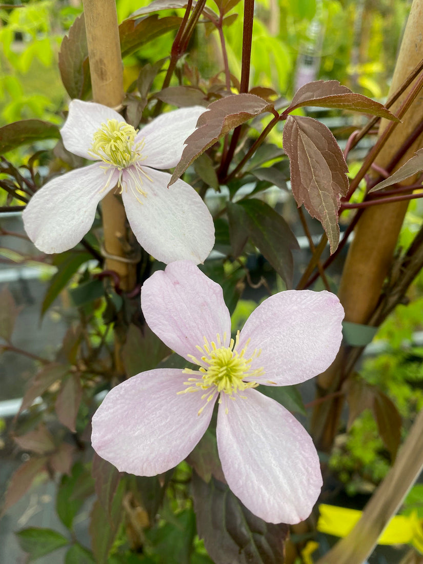 Bergbosrank - Clematis montana 'Rubens' in bloei Bergbosrank - Clematis montana 'Rubens' in bloei
