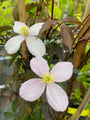 Bergbosrank - Clematis montana 'Rubens' in bloei Bergbosrank - Clematis montana 'Rubens' in bloei