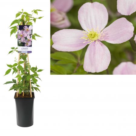 Bergbosrank - Clematis montana bloeiwijze - schaduwklimplanten Bergbosrank - Clematis montana bloeiwijze - schaduwklimplanten