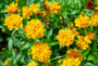 Coreopsis early sunrise tuinplanten.jpg Coreopsis early sunrise tuinplanten.jpg