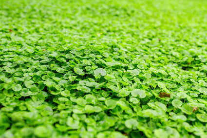 Corsicaanse munt - Mentha Requienii