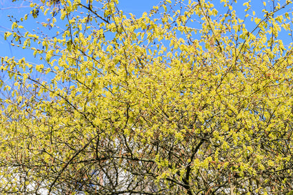 Schijnhazelaar - Corylopsis spicata in bloei
