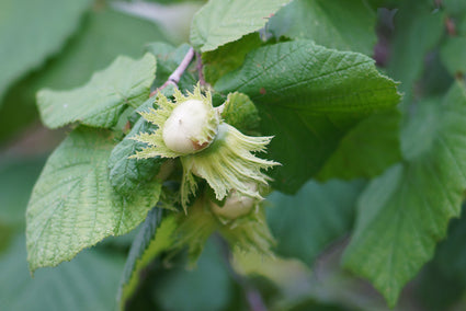 Hazelaar - Corylus avellana 'Tonda di Giffoni' Zuilvormig