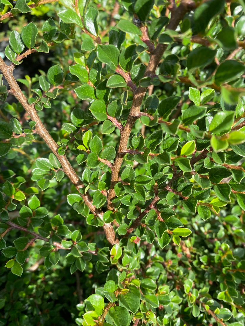 Cotoneaster-horizontalis.jpg Cotoneaster-horizontalis.jpg