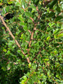 Cotoneaster-horizontalis.jpg Cotoneaster-horizontalis.jpg