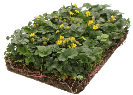 Goudaardbei bodembedekkers plantenmatten