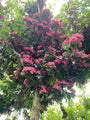 Crataegus laevigata 'Paul's Scarlet' Crataegus laevigata 'Paul's Scarlet'
