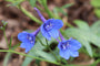Ridderspoor Delphinium grandiflorum 'Blauer Zwerg'