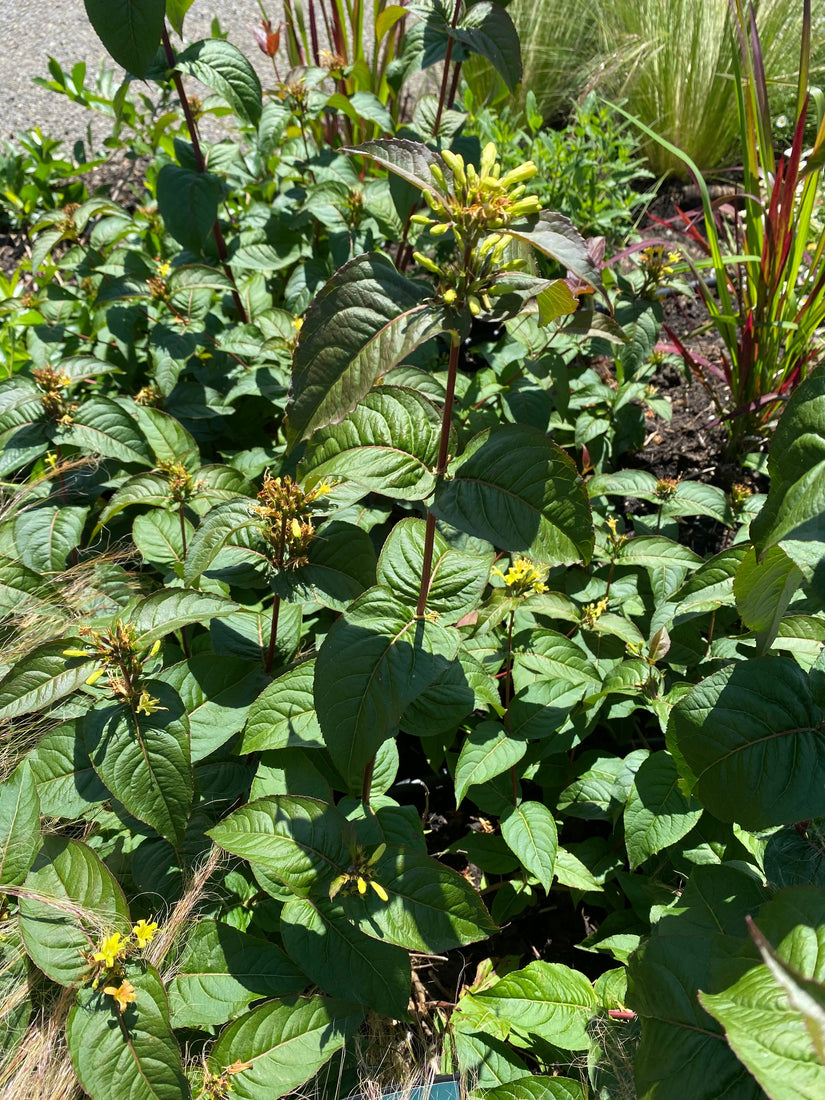Diervilla - Diervilla 'kodiak Red' Diervilla - Diervilla 'kodiak Red'