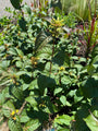 Diervilla - Diervilla 'kodiak Red' Diervilla - Diervilla 'kodiak Red'