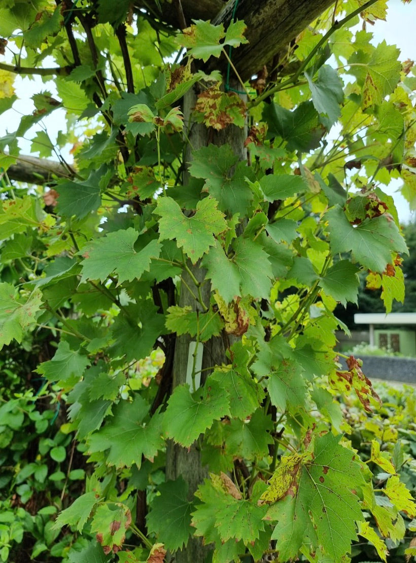 Druif - Vitis Druif - Vitis