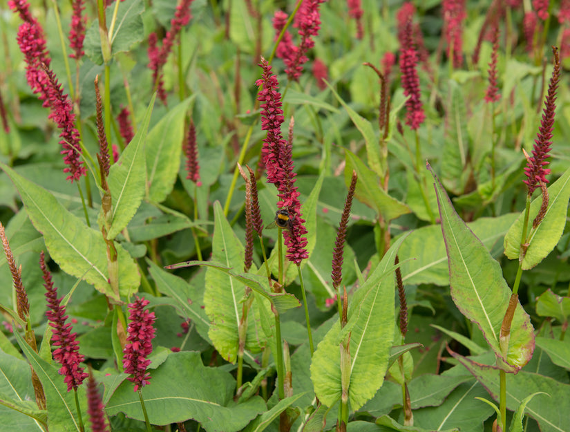 Duizendknoop-Persicaria-amplexicaulis-Blackfield.jpg Duizendknoop-Persicaria-amplexicaulis-Blackfield.jpg