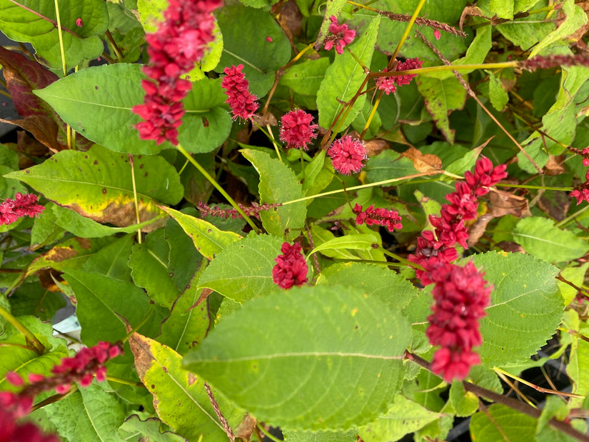 Duizendknoop - Persicaria amplexicaulis 'Blackfield' Duizendknoop - Persicaria amplexicaulis 'Blackfield'
