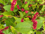 Duizendknoop - Persicaria amplexicaulis 'Blackfield' Duizendknoop - Persicaria amplexicaulis 'Blackfield'
