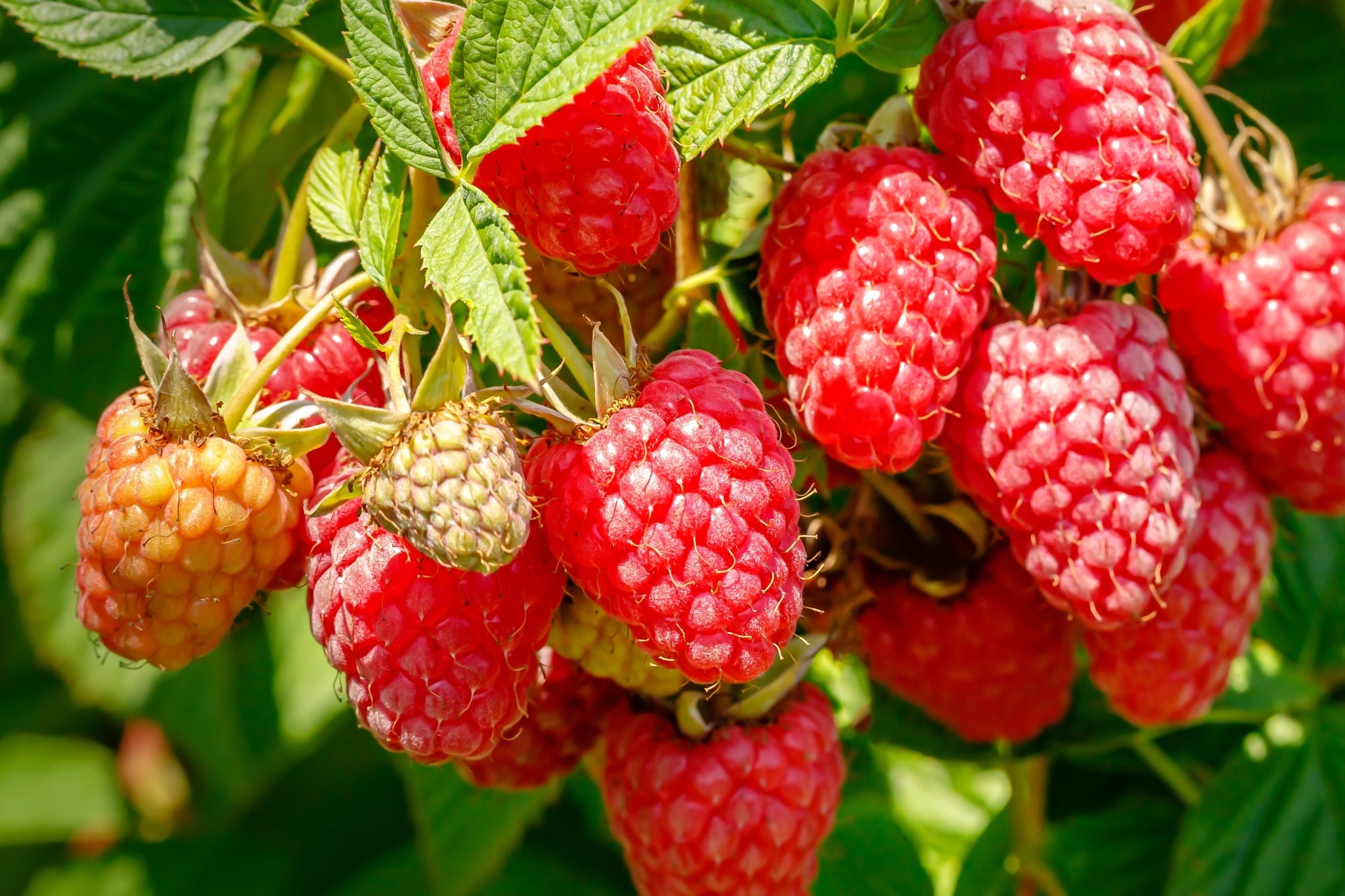 Rubus Lowberry® ‘Little Sweet Sister’®